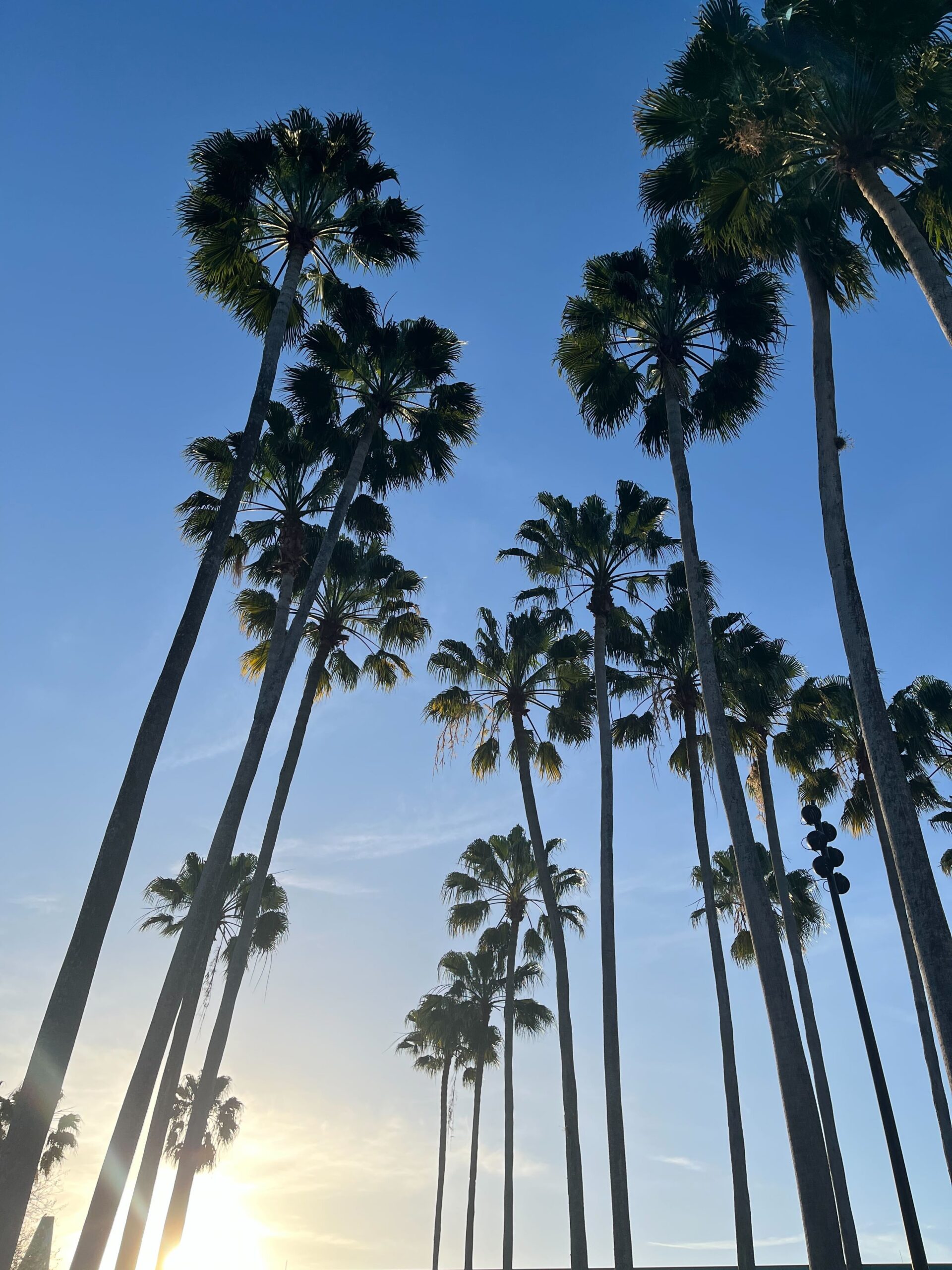 Looking up at blue skies, a little sunlight, and palm trees